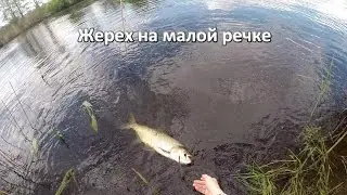 Ловля жереха на стикбейты на малой реке. Май 2016