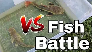 Fish in plastic tub