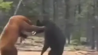 Драка 2 медведей