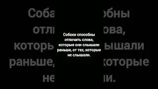 Факт про собак №107