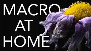 Macro At Home With Just One Light (Tutorial with focus stacking workflow)