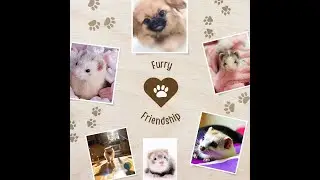 Unlikely Pals: How Ferrets and a Pekingese Puppy Form an Adorable Bond Growing Up Together