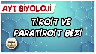 AYT Biyoloji | Tiroit ve Paratiroit Bezi #sayfa32