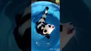 New Pandafish found 🐼🐠 
