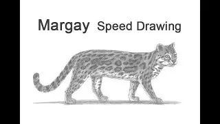 Margay Time-lapse / Speed Drawing