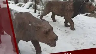 ПАЛЕОПАРК на Шарташе в Екатеринбурге.