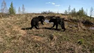 Весёлые медведи.