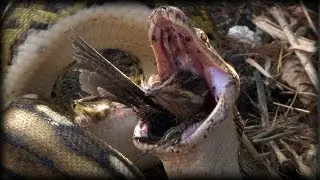 Python eats Bird 01 - Python Eats Bird Alive