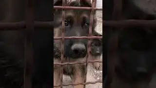 Немецкая овчарка. Коротко о породе German Shepherd 