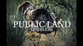 PUBLIC LAND GOBBLERS w/ Ryan Poloway