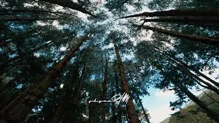 A Walk through Pine Woods near Avalanche Forest Reserve, Ooty, Tamil Nadu