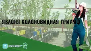 Яблоня колоновидная Триумф