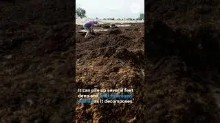 'Unsightly' Sargassum seaweed could hit Florida beaches in record amount