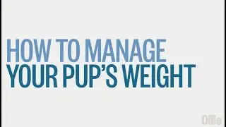 How to Manage Your Pup's Weight