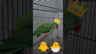 Cute 🥰 Parrot 🦜 Talking funny 😂🤣 #mittoo #parrot #funny #parrotr #cute #comedy #sooo