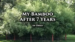 My Bamboo Grove After 7 Years | 2022 Annual Update