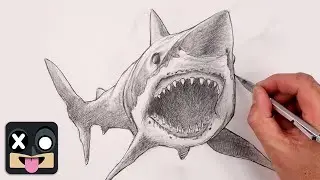 How To Draw a Shark | Sketch Tutorial