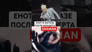 Енот в экстазе после концерта SHAMAN 😉🤣👏🏼