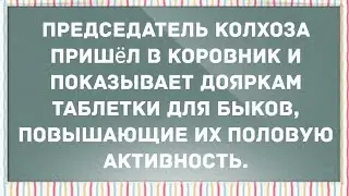 Председатель колхоза показал дояркам таблетки для быков. Смех! Юмор! Позитив!