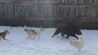 работа Лаек по кабану