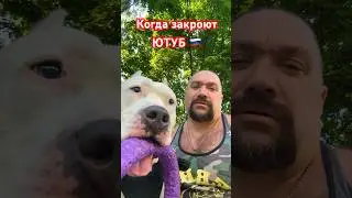 Амстафф Бой когда закроют Ютуб #амстафф #dog #amstaff #собака #ютуб #youtube #шортс #тренд #качалка