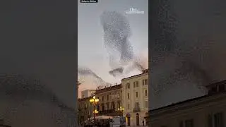 ‘Breathtaking’ starling murmuration captured in Italy