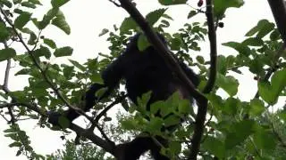 Teco Eats Mulberries