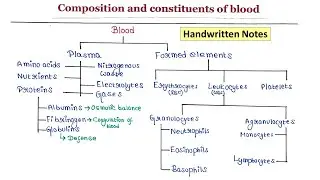 Composition of blood | Handwritten notes