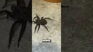 The Wolf Spider's Final Gambit Attack