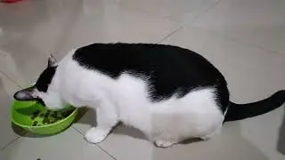 Funny and cute moments of cat loving family #1 Ringo the Cat