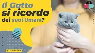 Il Gatto si ricorda dei SUOI umani anche dopo mesi di distanza?🐱