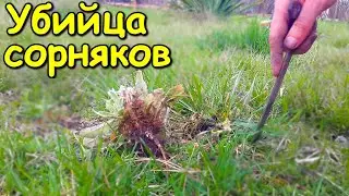 Простейшая САМОДЕЛКА для борьбы с СОРНЯКАМИ. Для сада и огорода своими руками! Убийца сорняков.