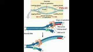 Origin Of Replication - PMLSC