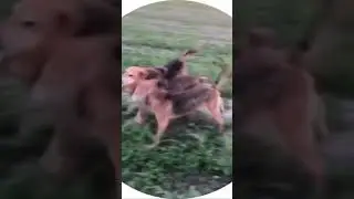 Русская гончая