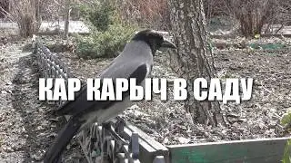 Кар Карыч в саду