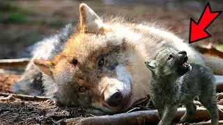 The wolf cub sat next to his murdered mother and cried. Then the incredible happened!