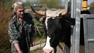 Искусственное осеменение