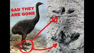 10 Birds That Are Now Extinct