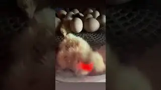 Turkeys hatching ! 🦃🥚🐣 