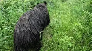 Медведица решила спортом заниматься.