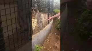 Monkey is in disbelief