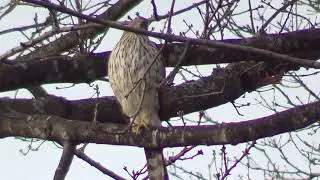 Cooper's Hawk Falaise Park