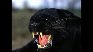 Интересные факты о черной пантере(Interesting facts about black panther).
