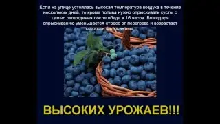 Полив и удобрение голубики! Опыт с Беларуси!