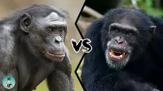 BONOBO VS CHIMPANZEE - Who will win this fight?