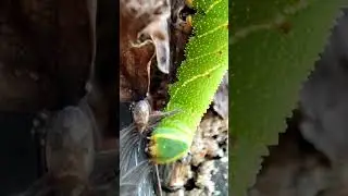 Танец Гусеницы - Большая зеленая гусеница бражника - Big Green Caterpillar - 