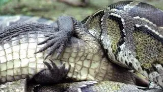 Python eats Alligator 04, Time Lapse Speed x24