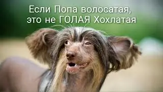 Попа волосатая -Не голая Хохлатая