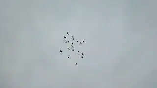 Гон голубей 25.10.2023г.