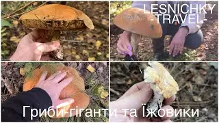 Гриби-гіганти та Їжовики
